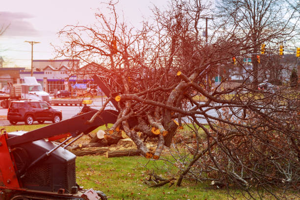 Best Tree Removal  in Upper Exeter, PA