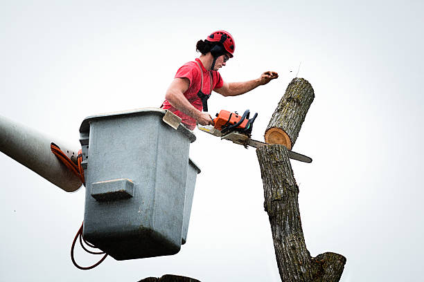 Best Tree Preservation Services  in Upper Exeter, PA